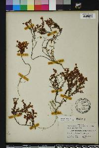 Hypericum suffruticosum image