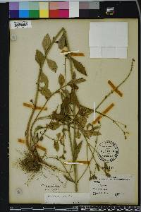 Verbena brasiliensis image