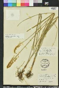 Stenanthium densum image