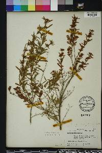 Hypericum galioides image