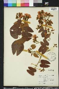 Bauhinia glabra image