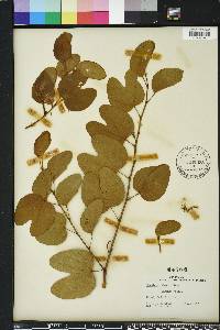 Bauhinia brachycarpa image