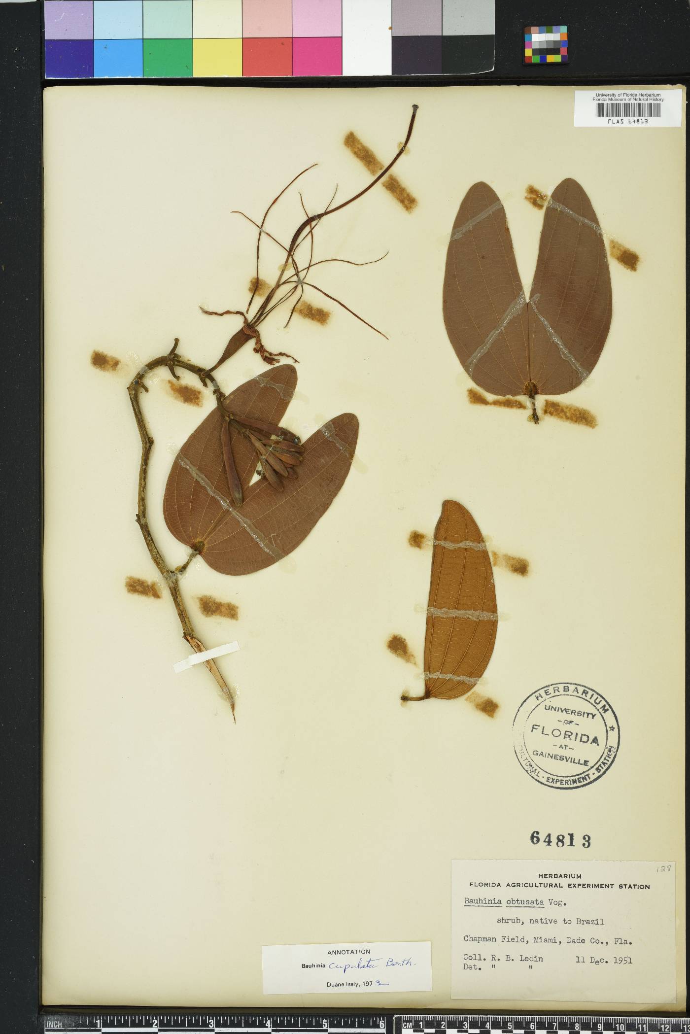 Bauhinia cupulata image