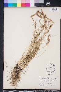 Eragrostis secundiflora image