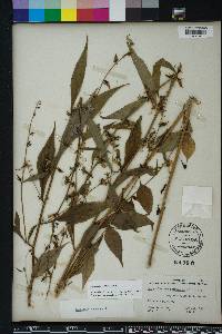 Campanulastrum americanum image