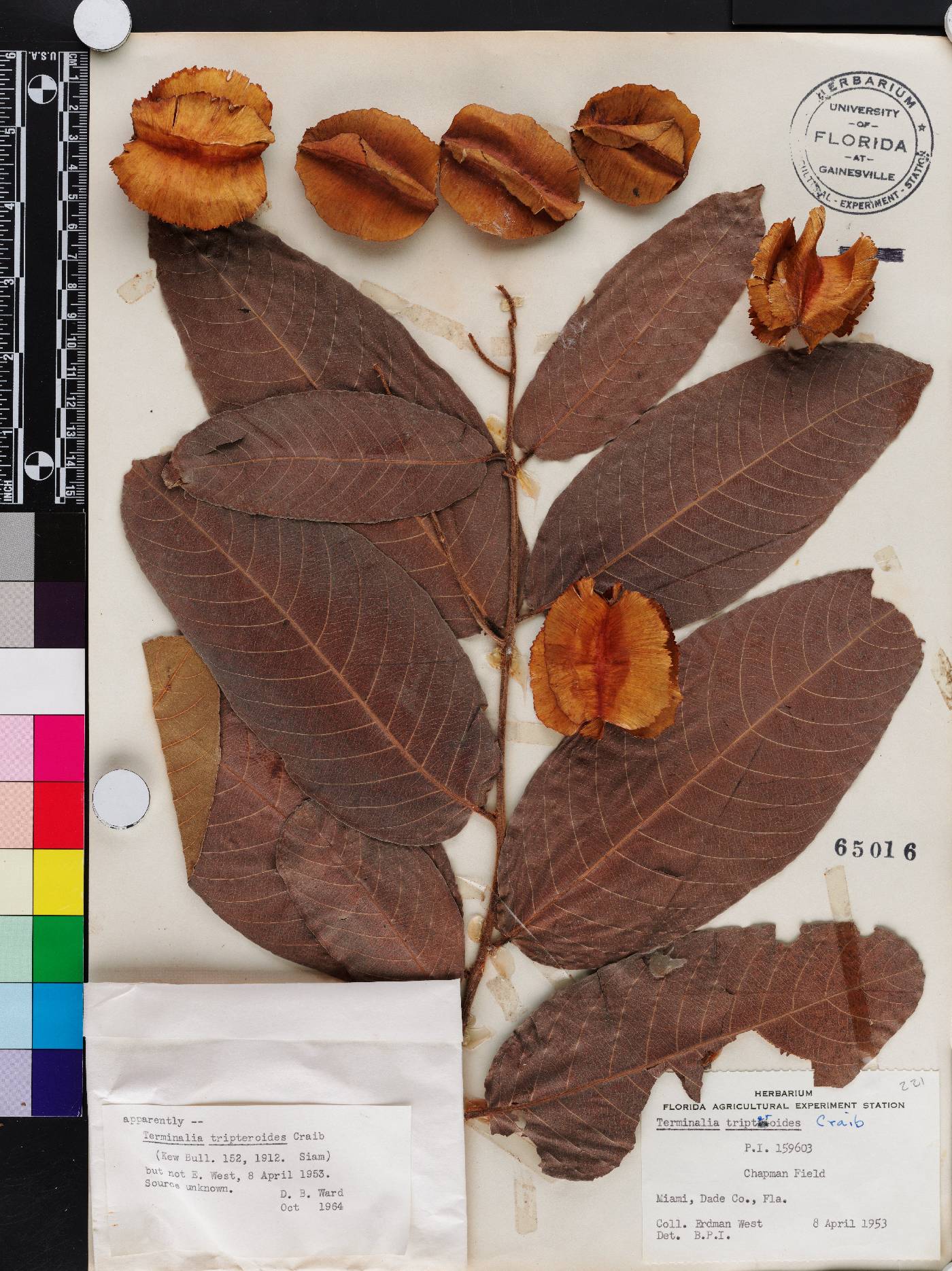 Terminalia nigrovenulosa image