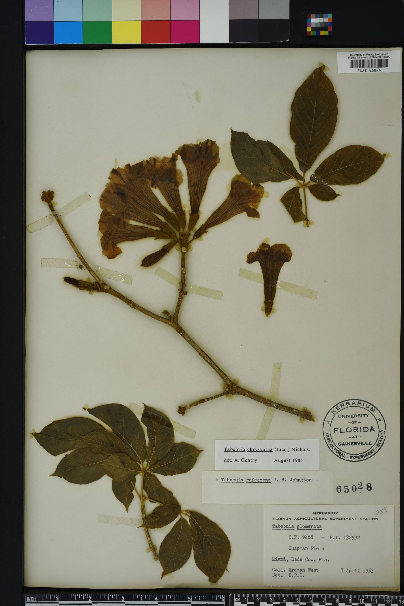 Handroanthus chrysanthus image