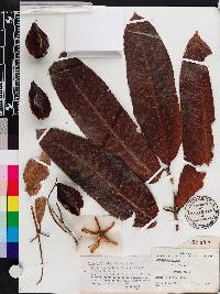 Terminalia arjuna image