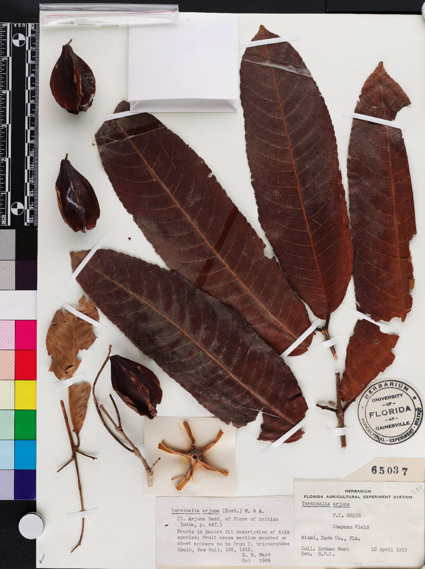 Terminalia arjuna image