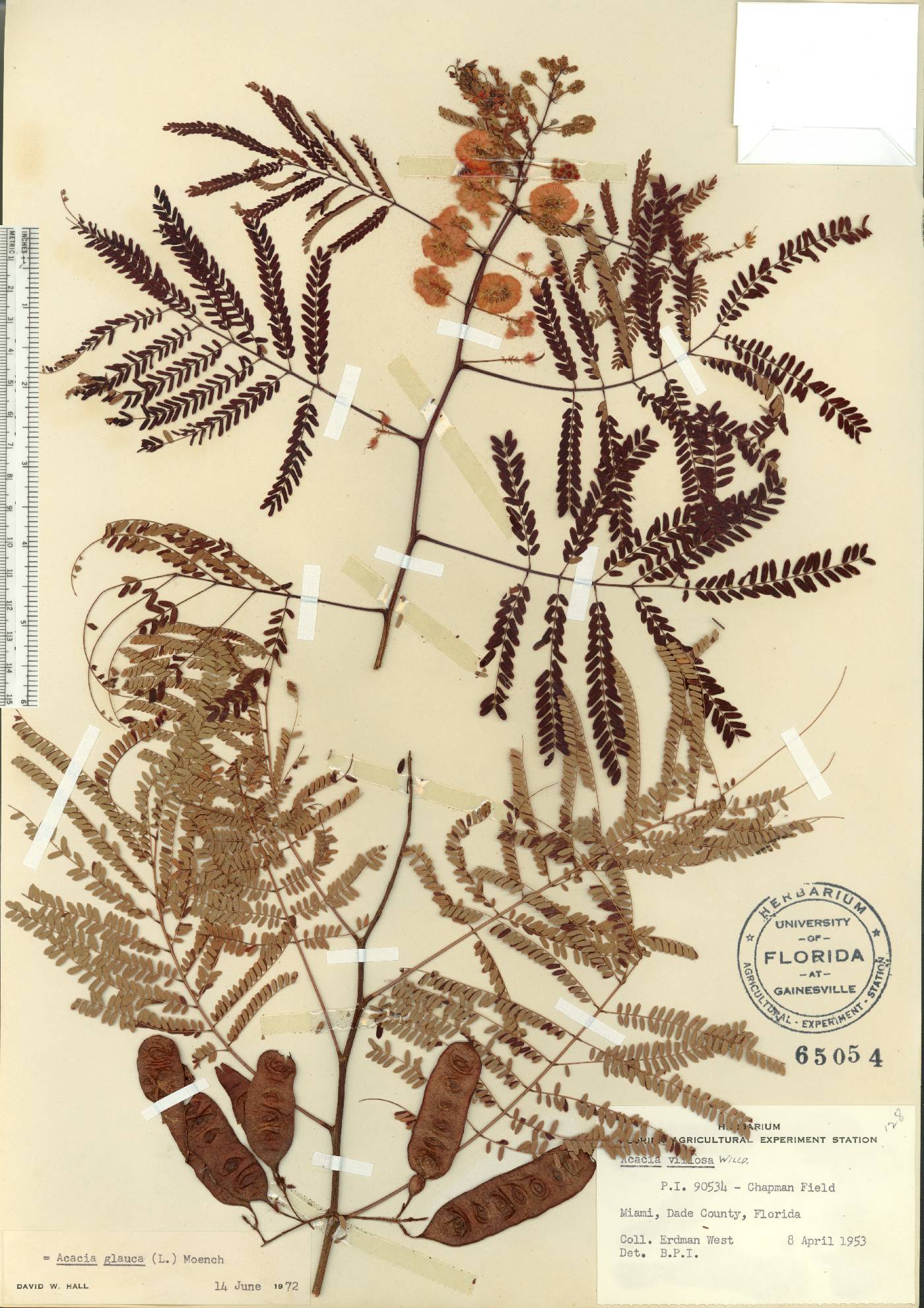 Acacia villosa image