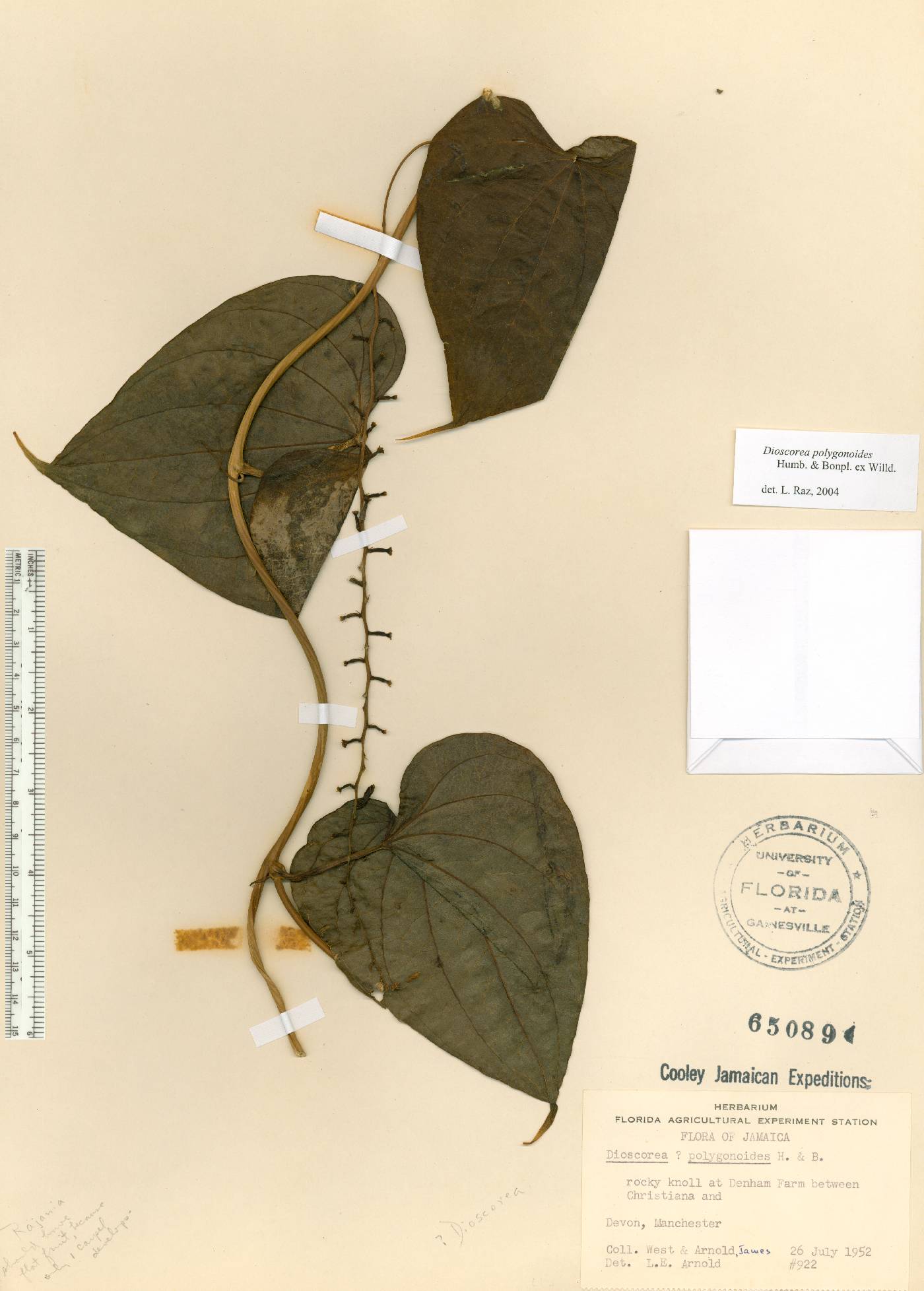 Dioscorea polygonoides image