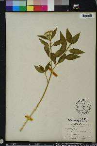 Asclepias nivea image