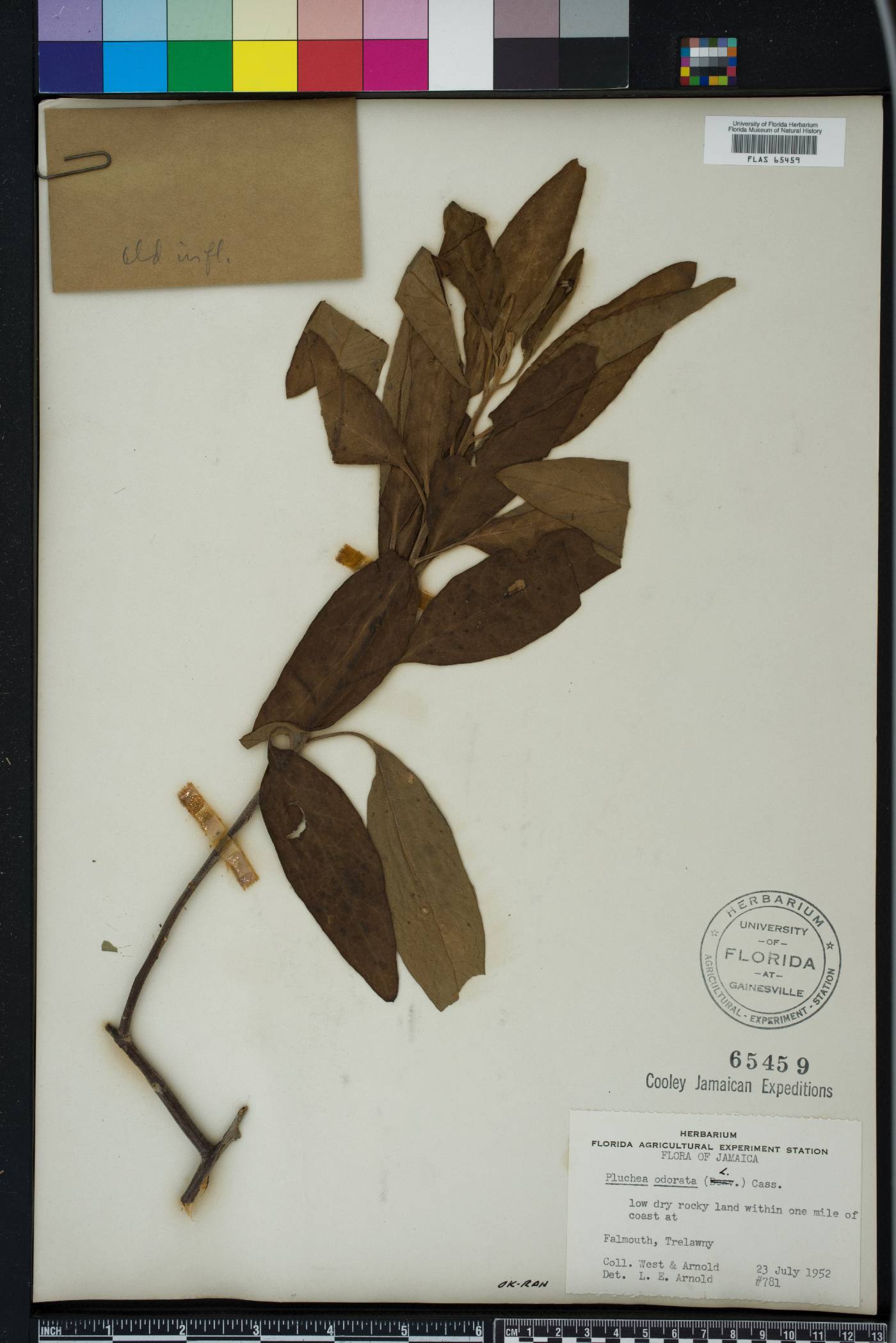 Pluchea carolinensis image