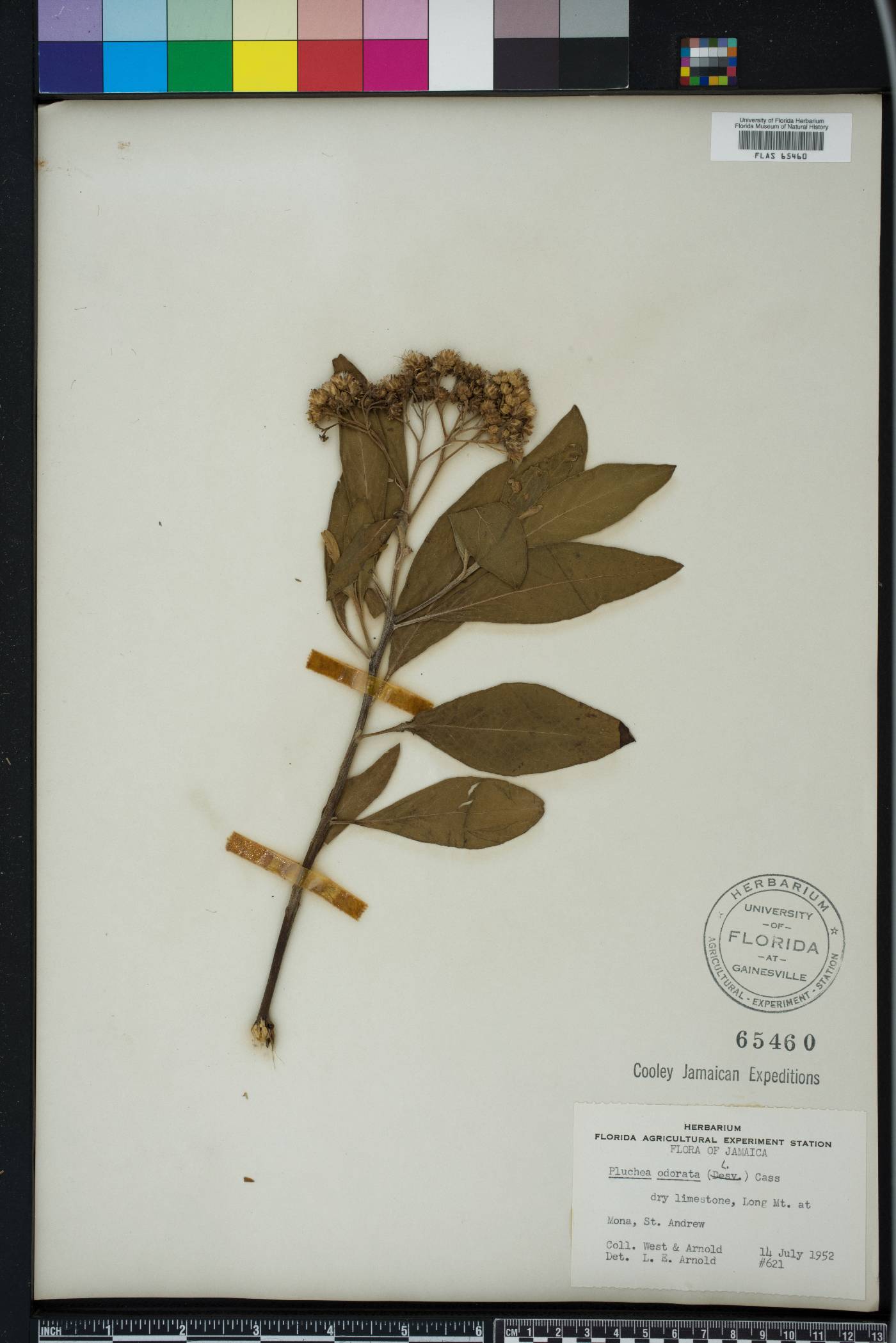 Pluchea carolinensis image