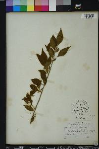 Forestiera acuminata image