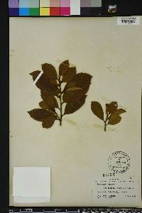 Image of Artocarpus nitidus