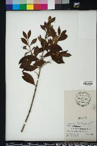 Eugenia luschnathiana image