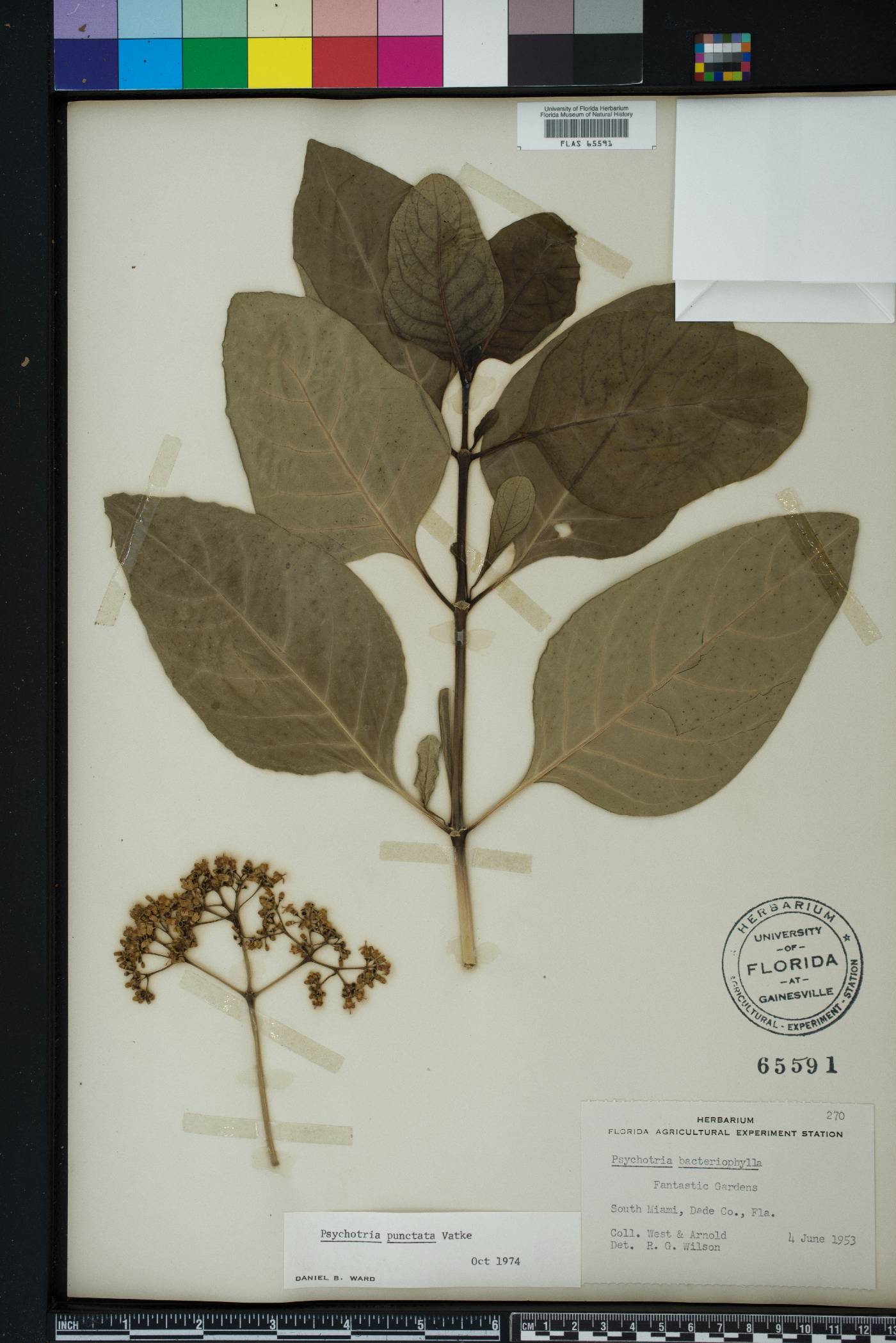 Psychotria punctata image