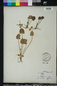 Centella asiatica image