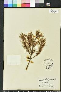 Pinus clausa image