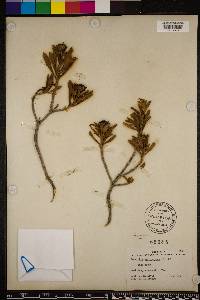 Borrichia arborescens image
