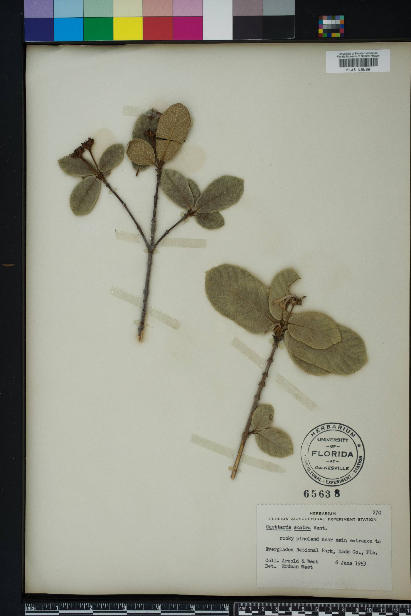 Guettarda scabra image