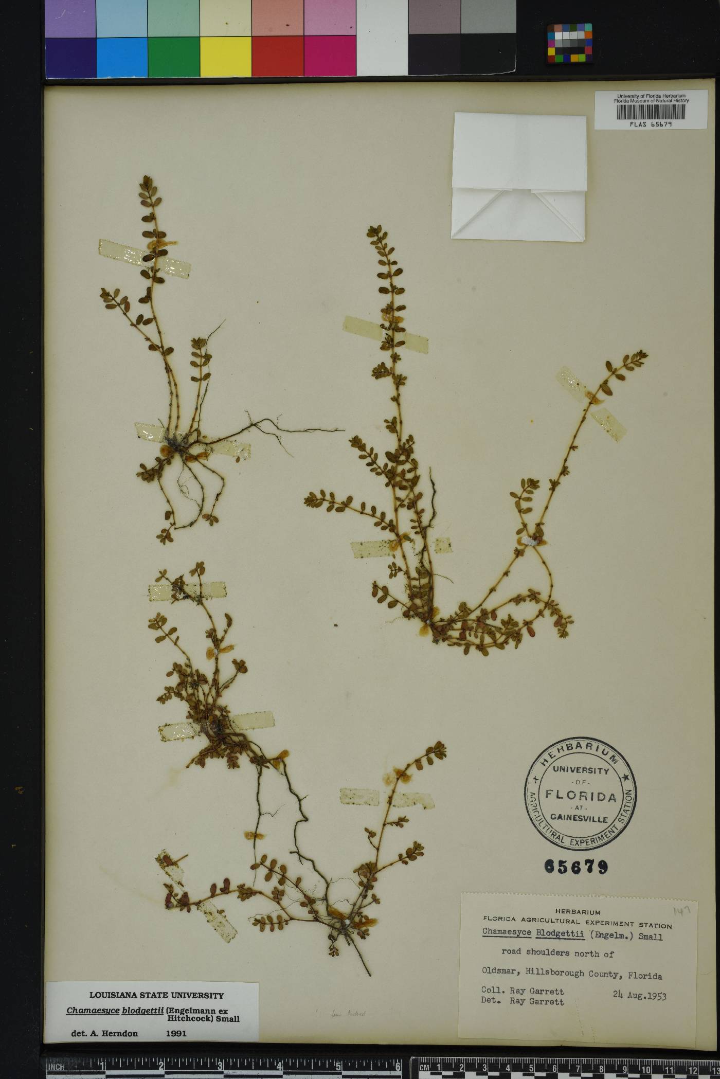 Chamaesyce blodgettii image