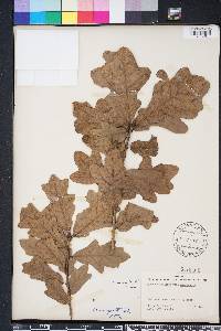 Quercus margarettae image