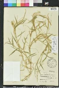 Urochloa piligera image