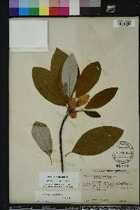 Magnolia virginiana image