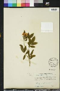 Rosa palustris image