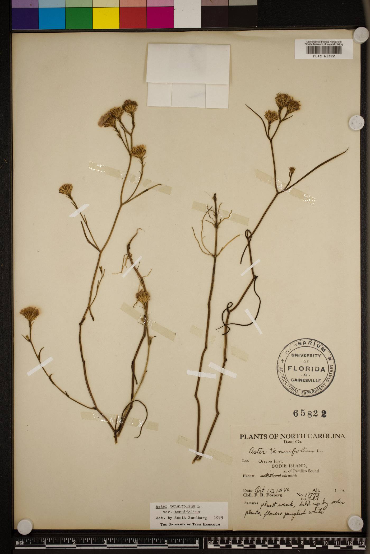 Symphyotrichum tenuifolium image