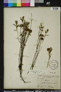 Crocanthemum corymbosum image