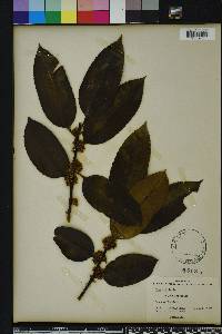 Ilex latifolia image