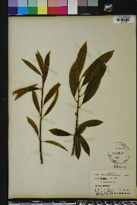 Ilex fargesii image