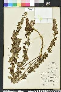 Lespedeza intermedia image