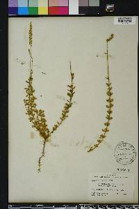 Polygala boykinii image