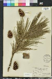 Pinus echinata image