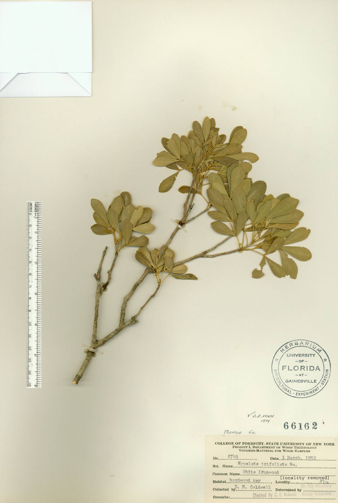 Hypelate trifoliata image