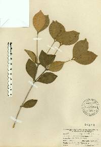 Calyptranthes zuzygium image