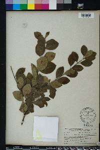 Guettarda elliptica image