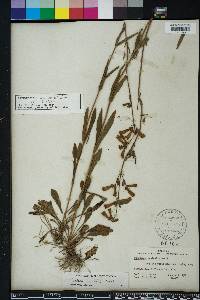 Penstemon australis image