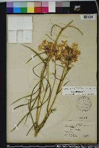 Phlox glaberrima image