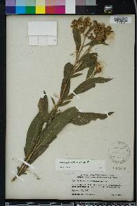 Verbesina alternifolia image