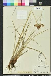 Cyperus planifolius image