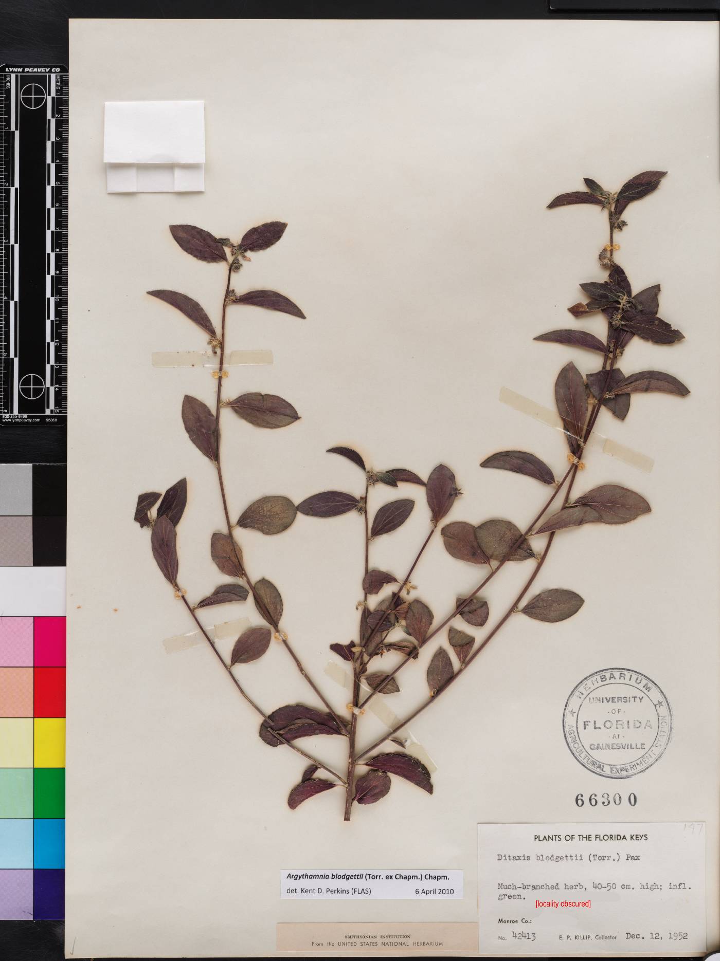 Argythamnia blodgettii image