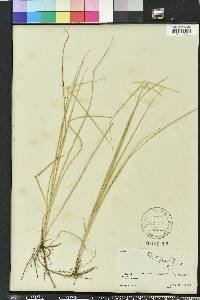 Rhynchospora colorata image