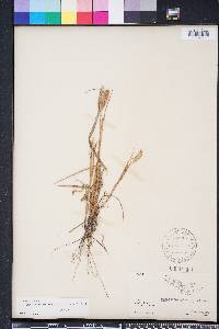 Pennisetum glaucum image