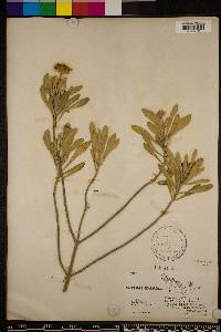 Borrichia frutescens image