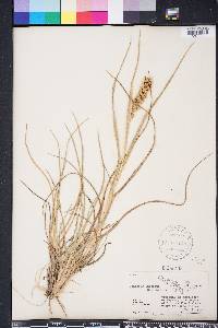 Cenchrus spinifex image